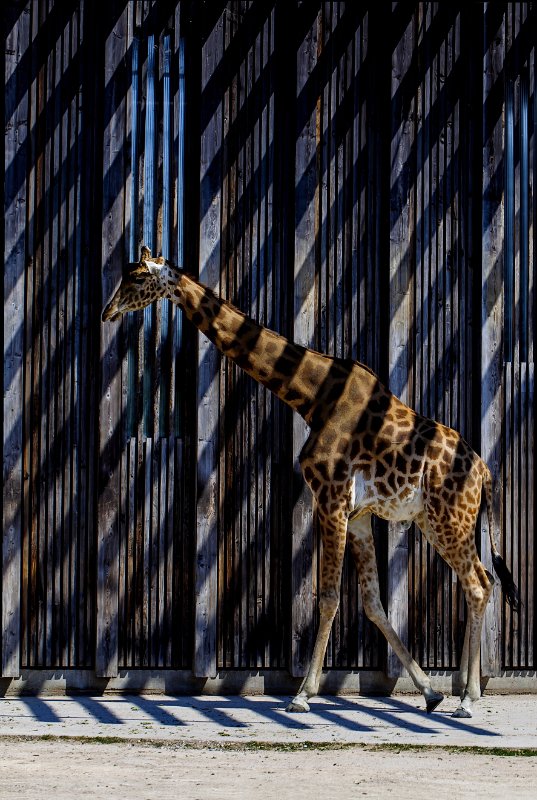 La girafe zebree